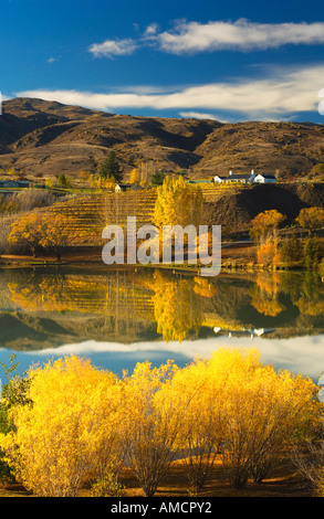 Colline d'automne, Bannockburn, Otago, île du Sud, Nouvelle-Zélande Banque D'Images