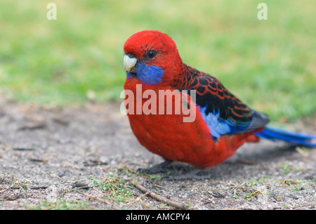 Crimson Rosella Parrot, Wilsons Promontory National Park, Victoria, Australie Banque D'Images