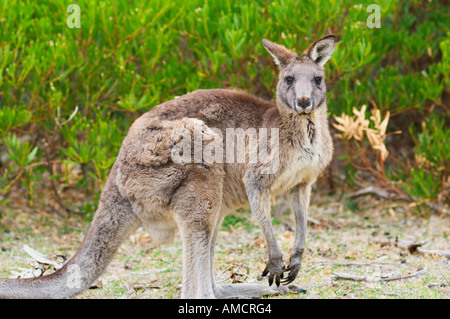 Kangourou gris de l'Est, Wilsons Promontory National Park, Victoria, Australie Banque D'Images