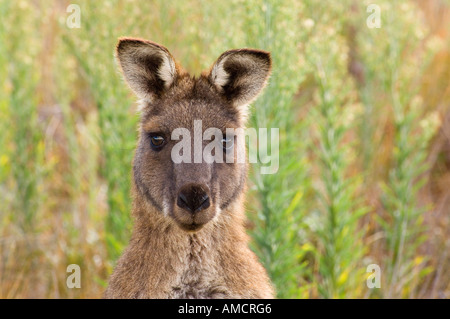 Kangourou gris de l'Est, Wilsons Promontory National Park, Victoria, Australie Banque D'Images