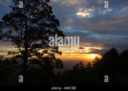 Au coucher du soleil, l'arbre National de la Yarra Park, Victoria, Australie Banque D'Images