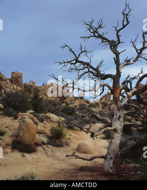 Old dead tree dans la Vallée Cachée dans Joshua Tree National Park California USA Banque D'Images