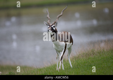 Antilope mâle Blackbuck cervacapra Banque D'Images