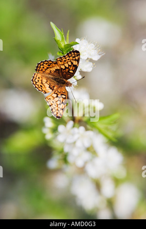 Variegated Fritillary Butterfly Banque D'Images