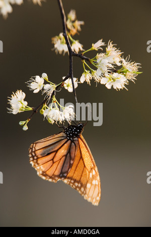 Papillon monarque sur Branch Banque D'Images