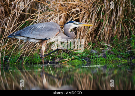 Grand Héron dans l'eau Banque D'Images