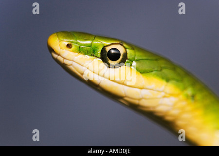 Serpent vert Banque D'Images
