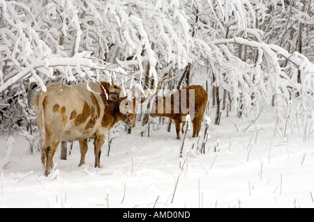 Longhorn veau vache et se tenir près de la neige a couvert des arbres pendant une tempête de neige Banque D'Images