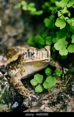 Crapaud Banque D'Images