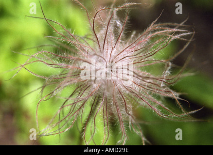 Pulsatilla, pasque flower seed head Banque D'Images