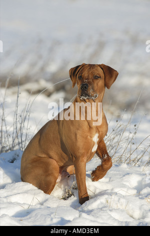 Rhodesian Ridgeback - chien assis dans la neige Banque D'Images