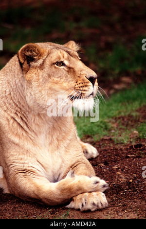 Lion d'Asie Panthera leo persica Banque D'Images