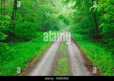 Route à travers la forêt, Bavière, Allemagne Banque D'Images