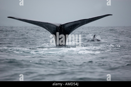 Les Dauphins (Lagenorhynchus obscurus) et le cachalot (Physeter macrocephalus) Nouvelle-Zélande Kaikoura Banque D'Images