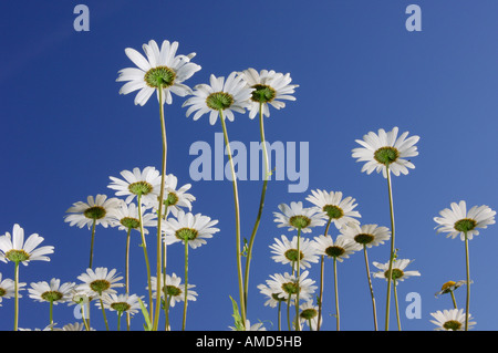 Ox-eye marguerites Banque D'Images