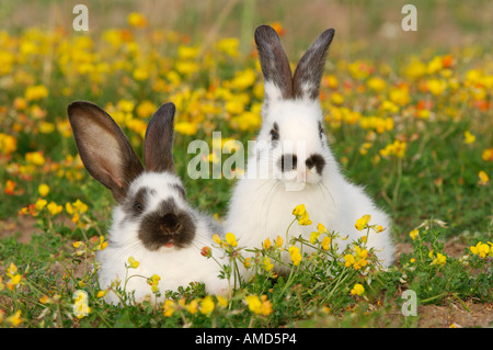 Les lapins dans le pré Banque D'Images