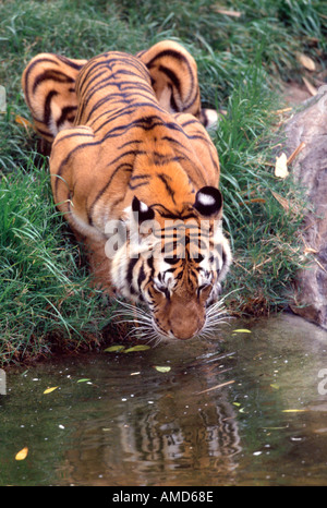 Tigre du Bengale l'eau potable. Spécimen en captivité. Panthera tigris tigris Banque D'Images