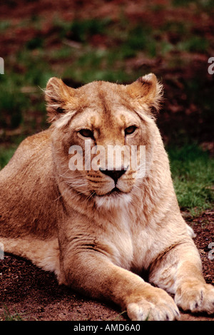 Lion d'Asie Panthera leo persica Banque D'Images