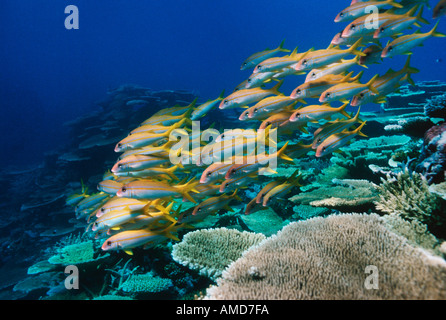 L'albacore Rouge-barbet école sur coral reef Grande Barrière de corail en Australie Banque D'Images