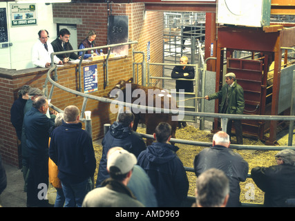 Louth Lincolnshire marché élevage vente aux enchères tenue le jeudi hebdomadaire Banque D'Images