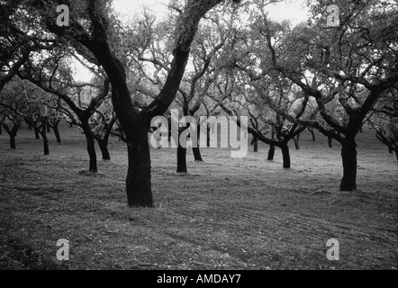 Arbres et Champ, Portugal Banque D'Images