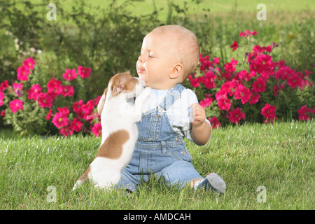 Garçon et Jack Russell Terrier dog puppy Banque D'Images