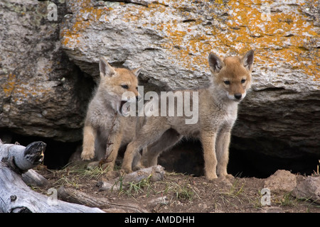 Coyote dans le Parc National de Yellowstone Banque D'Images