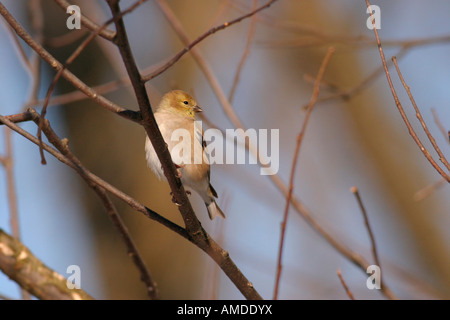 Chardonneret jaune on tree branch Banque D'Images