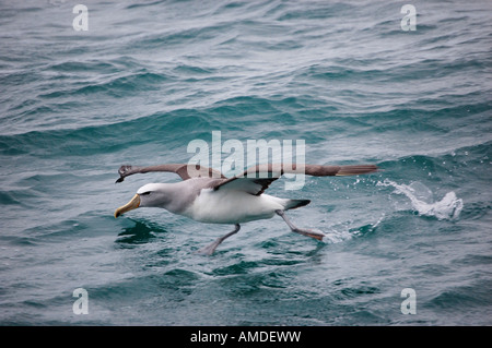 L'Albatros de Salvin Mollymawk (Thalassarche salvini) au large de Kaikoura en Nouvelle Zélande Banque D'Images