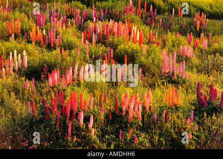 Lupins Shampers Bluff, New Brunswick Canada Banque D'Images