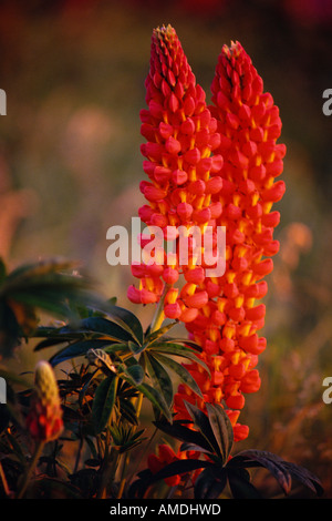 Lupins Shampers Bluff New Brunswick, Canada Banque D'Images