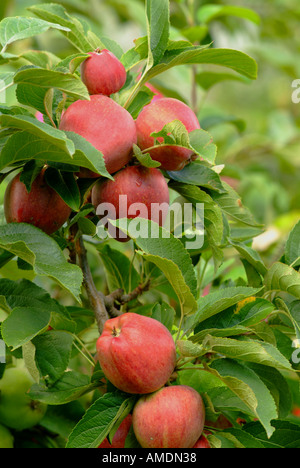 Les pommes Red Delicious Malus spp. on tree Banque D'Images