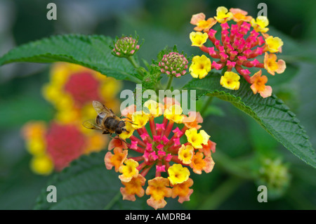 Lantana camara Wandelröschen bee Biene Banque D'Images