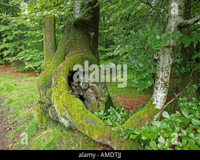 Vieux crampons knaggy noueux hêtre arbre avec tronc recouverts de mousse dans la forêt Morvan Bourgogne France Banque D'Images