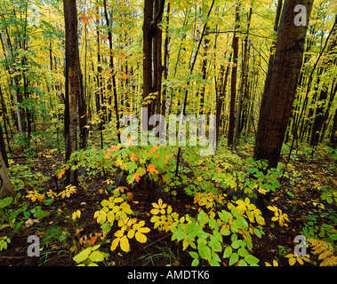 Le parc provincial Algonquin en Ontario, Canada Banque D'Images