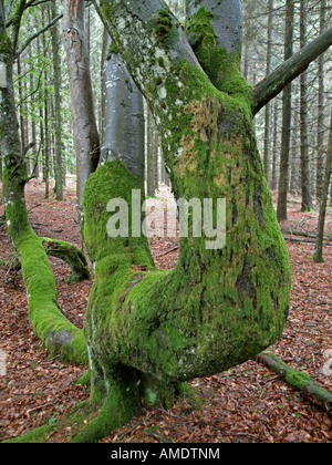 Vieux crampons knaggy noueux hêtre arbre avec tronc recouverts de mousse dans la forêt Morvan Bourgogne France Banque D'Images