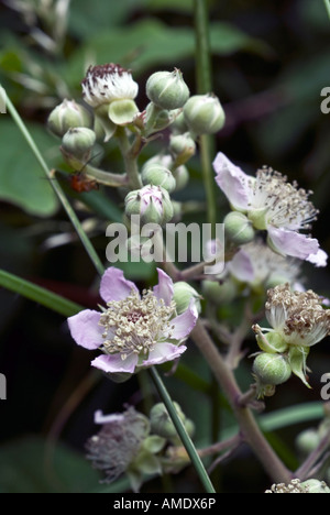 Rubus armeniacus géant himalayen Blackberry Banque D'Images