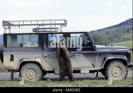 Ours brun européen à la recherche en véhicule 4X4 La Transylvanie Roumanie Banque D'Images