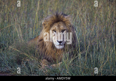 Afrique Orientale Afrique Kenya une crinière d'un lion mâle marqué repose dans l'herbe haute entre les repas dans le Masai Mara National Park Banque D'Images