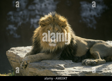 Portrait d'un homme adulte et la crinière d'un lion couché sur un éperon rocheux appelé un kopje à Serengeti National Park Banque D'Images