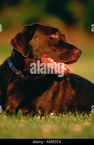 Labrador Retriever Lying in Field Banque D'Images