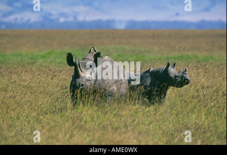 Oiseaux tique ride le dos des deux espèces de rhinocéros noirs dans le cratère du Ngorongoro réserver en Tanzanie Banque D'Images