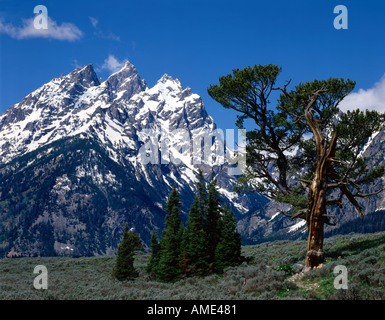 Parc National de Grand Teton, au Wyoming, montrant la Cathédrale Vue des pics encadrée avec un vieux arbre pin flexible Banque D'Images