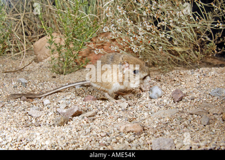 Merriam Dipodomys merriami Rat kangourou d'Cochise Comté Elgin Arizona United States Banque D'Images