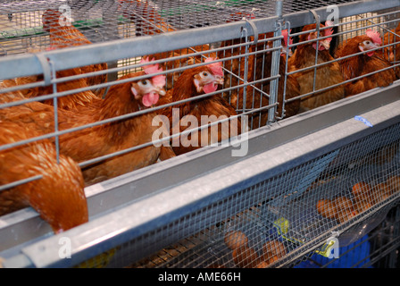 Les poules Rhode Island Red dans les cages portant des oeufs brun Royal Winter Fair à Toronto Banque D'Images
