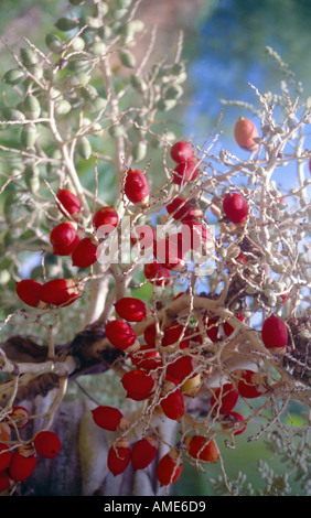 Tobago Rainforest fruits de palmiers Argyll Falls Banque D'Images