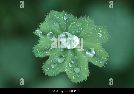 Alchémille (Alchemilla vulgaris agg.), gouttes d'eau sur feuille, Allemagne Banque D'Images