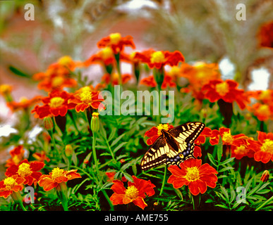 Marigold en fleurs fleurs sont visitées par un papillon jaune Banque D'Images