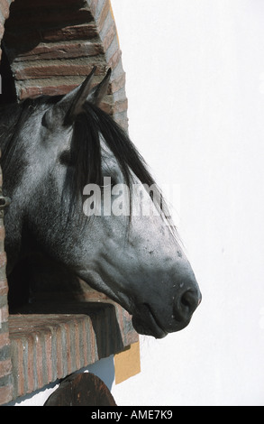 Cheval andalou (Equus przewalskii f. caballus), portrait, à la recherche d'emploi, de l'Allemagne Banque D'Images