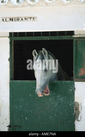 Cheval andalou (Equus przewalskii f. caballus), à la recherche de son emballage, ricanant, Espagne Banque D'Images